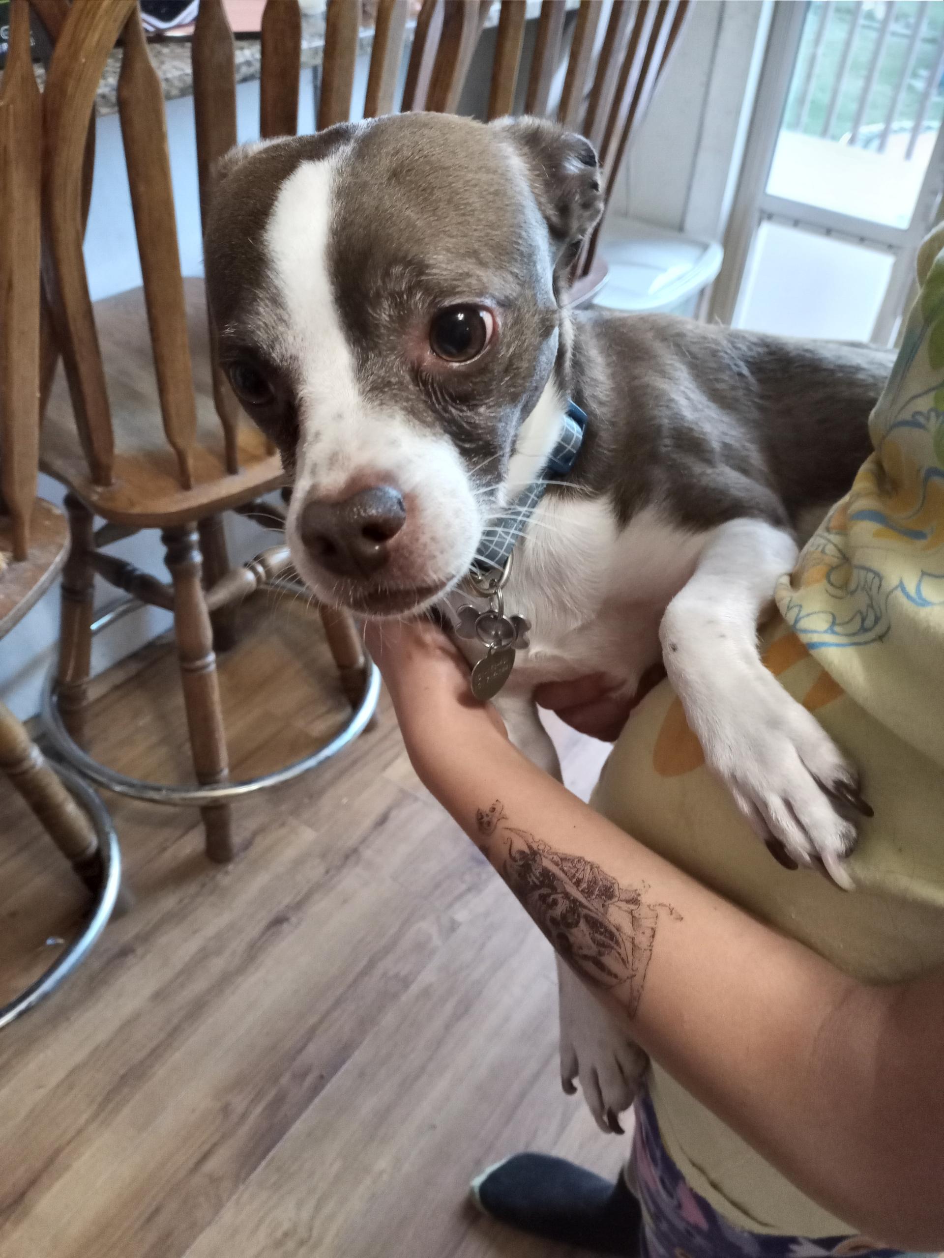 Snickers, Adoptable, Adult Male Pug & Chihuahua.