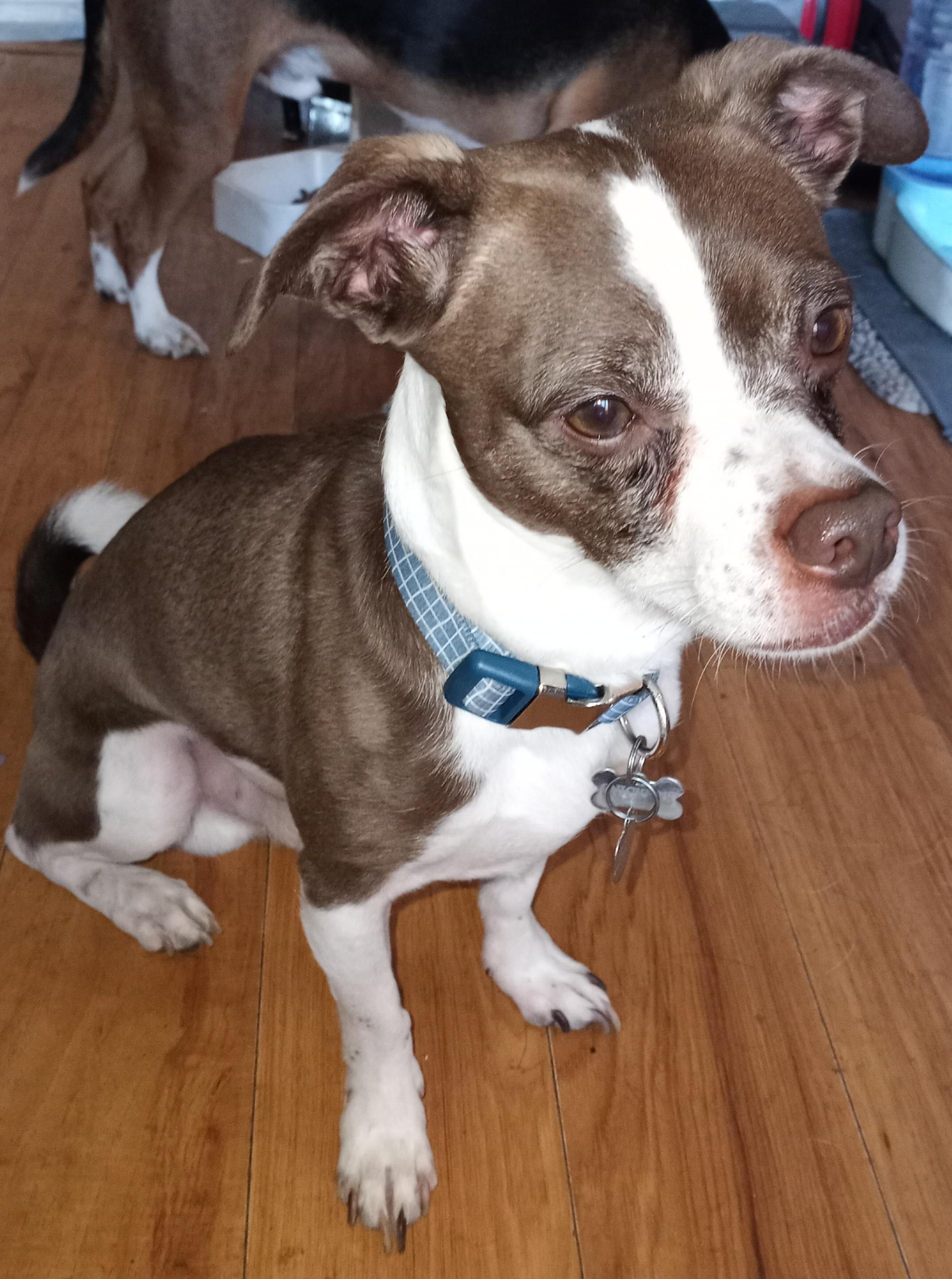 Snickers — thumbnail 2