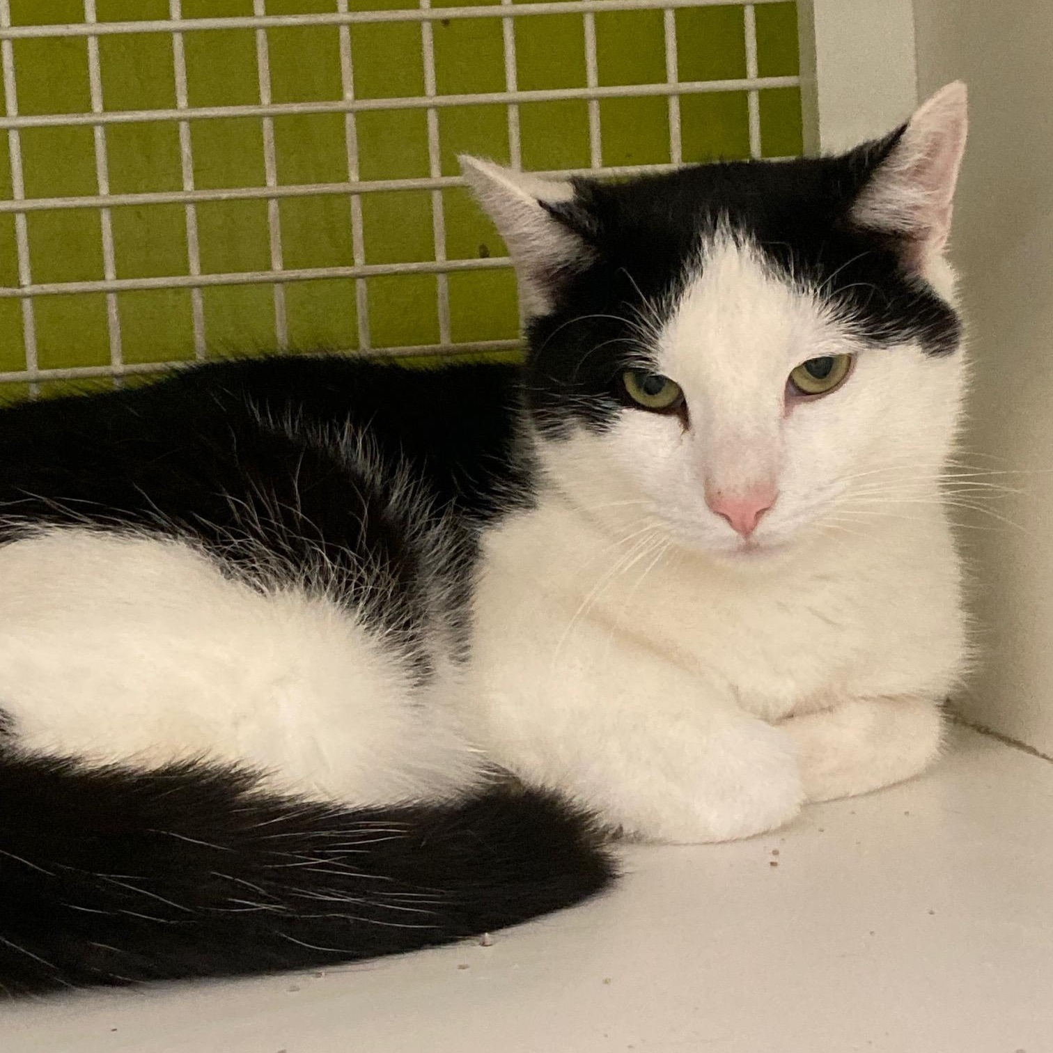 Enlarge Bingo, a ADOPTABLE mixed breed in Bridgeport, CT image 3/3