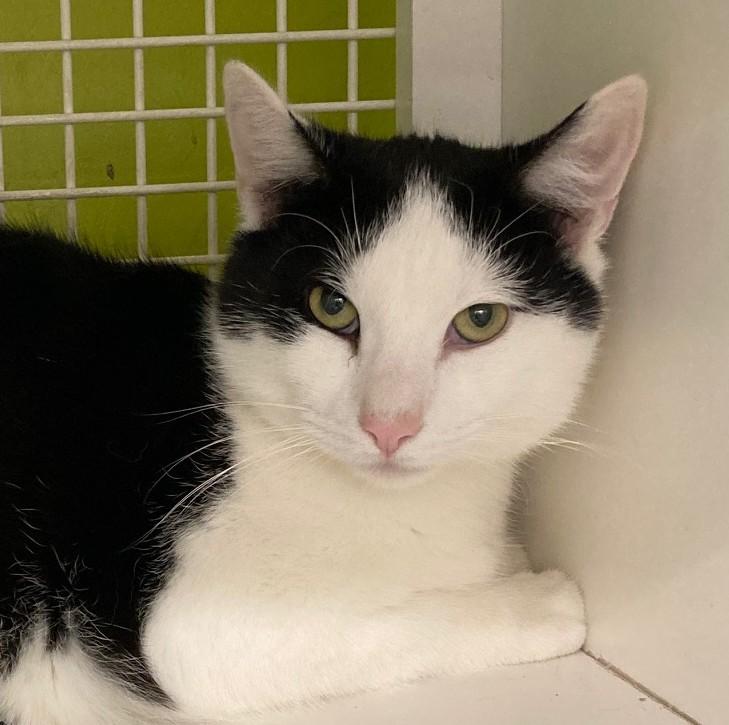 Bingo, ADOPTABLE, Young Male Domestic Short Hair.