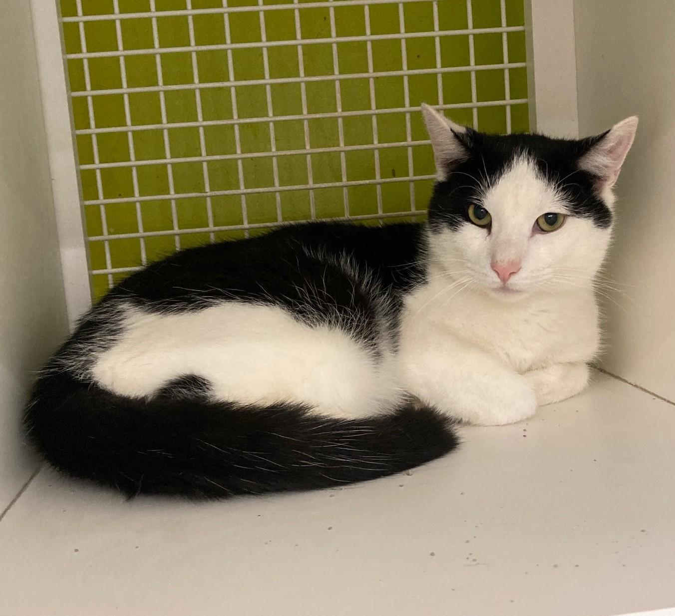Enlarge Bingo, a ADOPTABLE mixed breed in Bridgeport, CT image 2/3