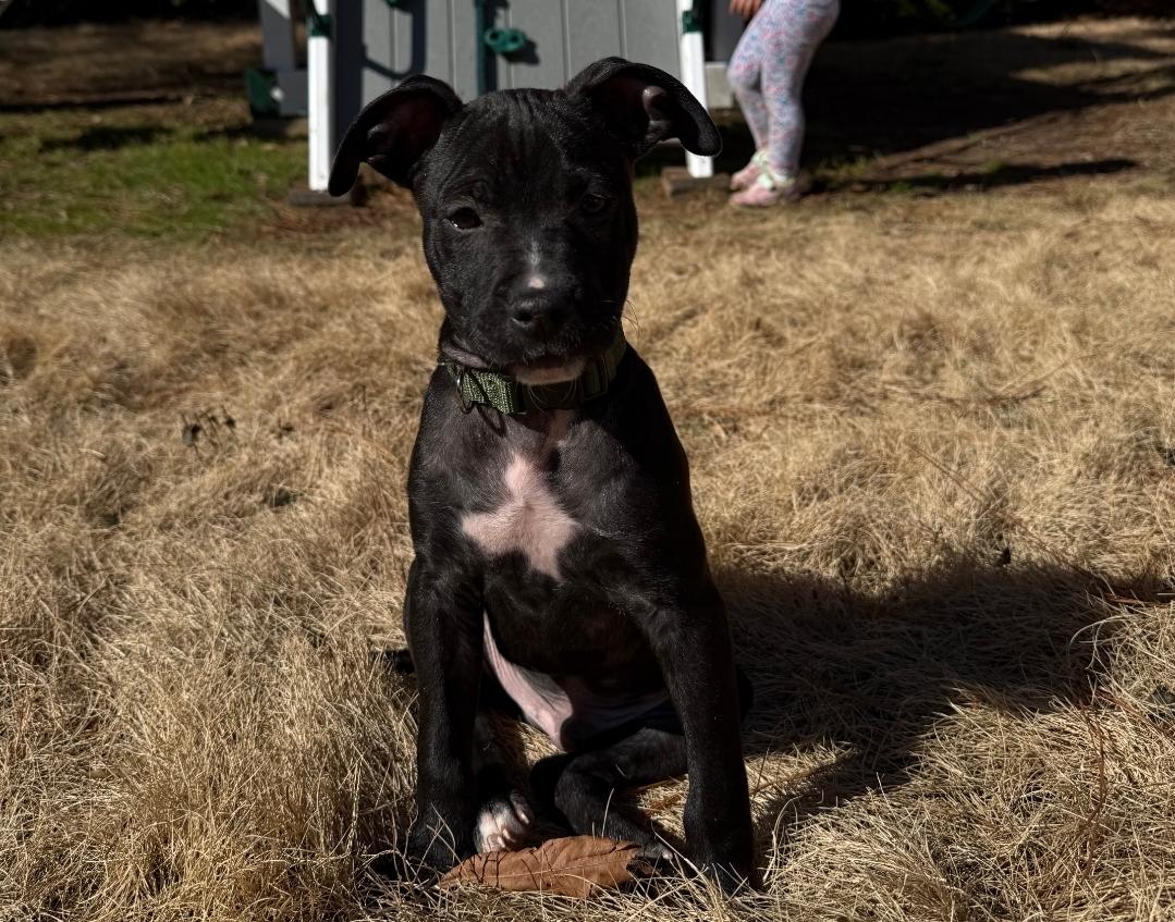 Doc Martin, a ADOPTABLE mixed breed in Colonial Heights, VA image 3/3