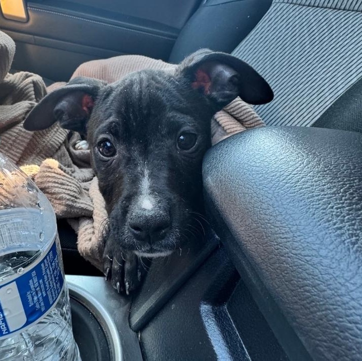 Doc Martin, ADOPTABLE, Puppy Male American Staffordshire Terrier & Pit Bull Terrier.