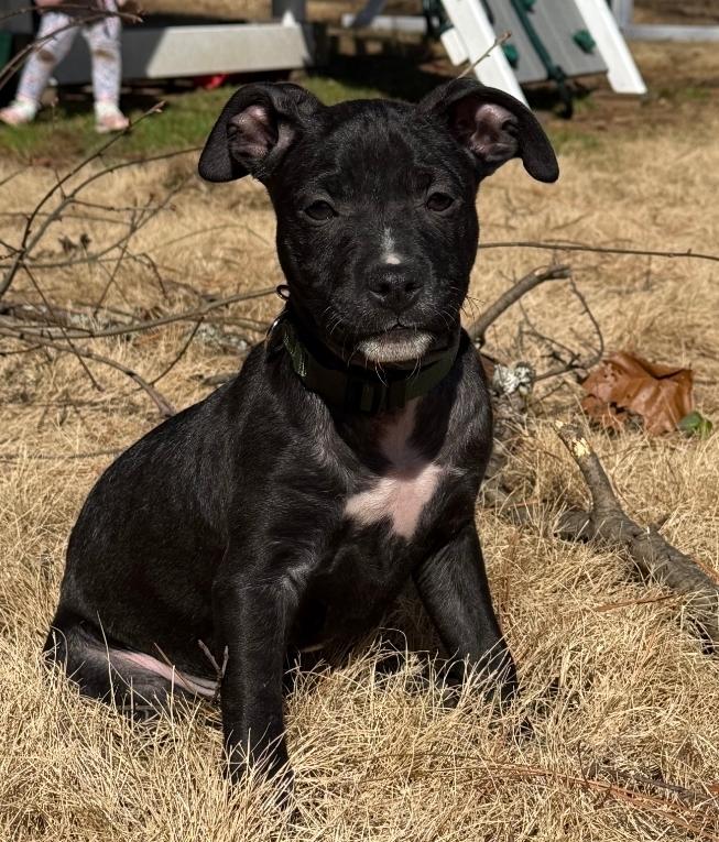 Doc Martin, a ADOPTABLE mixed breed in Colonial Heights, VA image 2/3