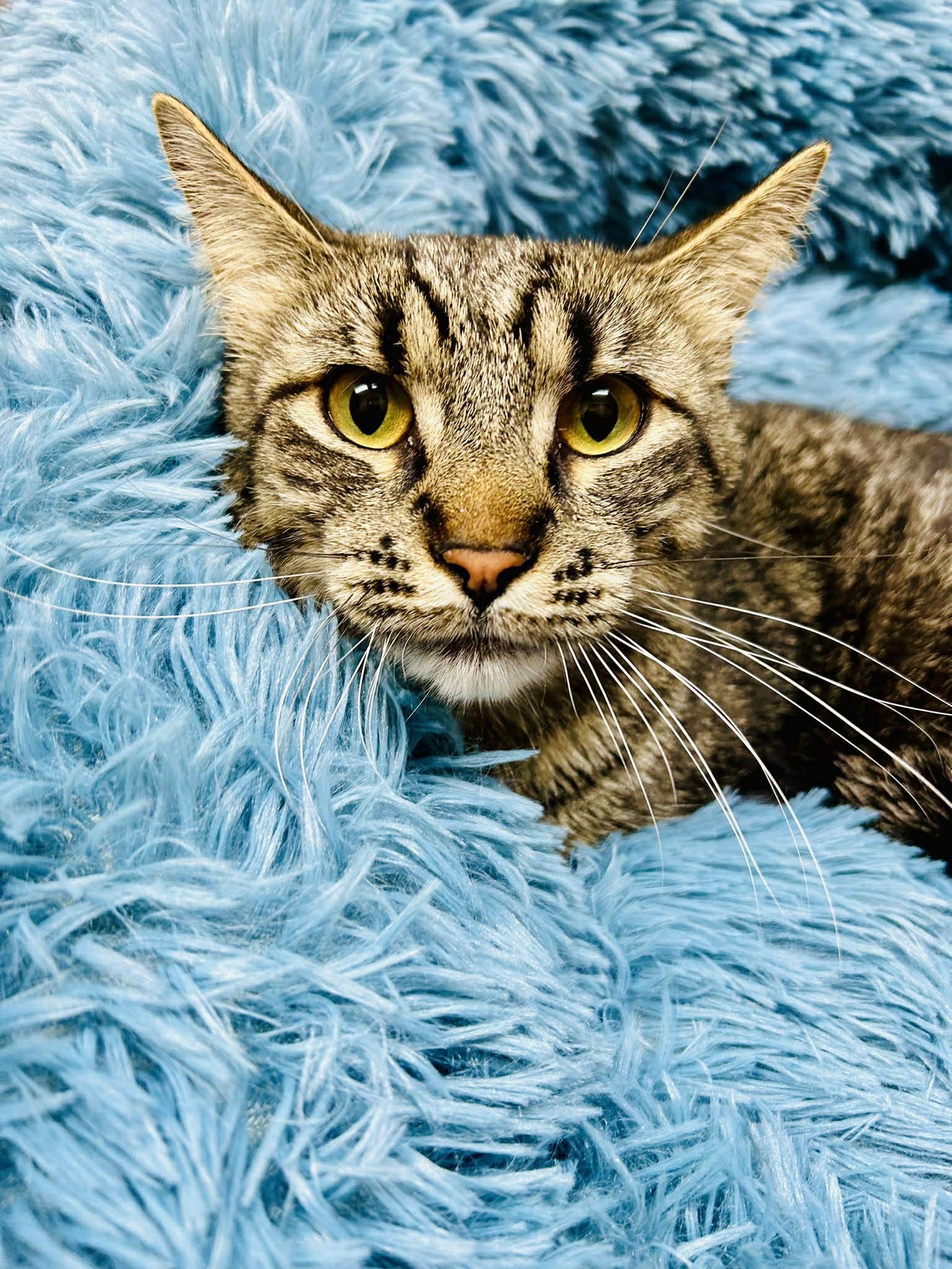 Cecil , ADOPTABLE, Young Male Domestic Short Hair.