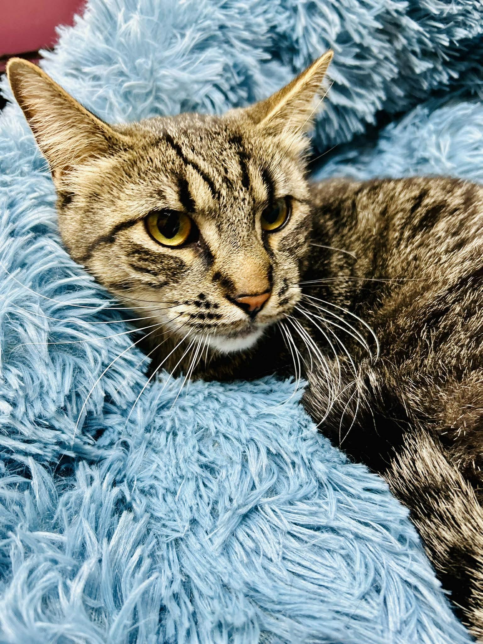 Enlarge Cecil , a ADOPTABLE Domestic Short Hair in Alexandria, MN image 2/2