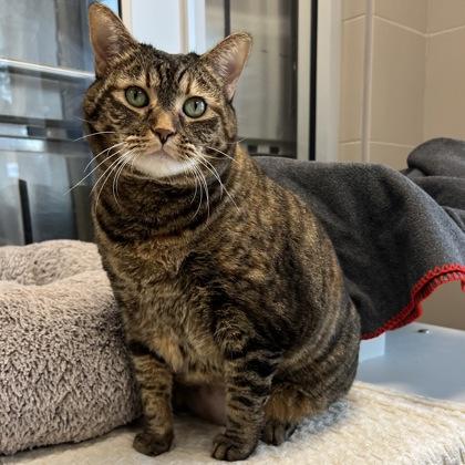 Sweet Candy Girl — thumbnail 2