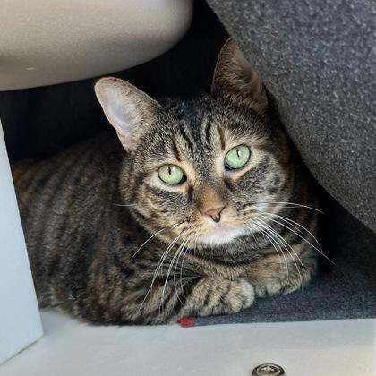 Sweet Candy Girl — thumbnail 3