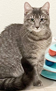Enlarge Claudia S, a Adoptable Domestic Short Hair in Fair Oaks, CA image 1/1