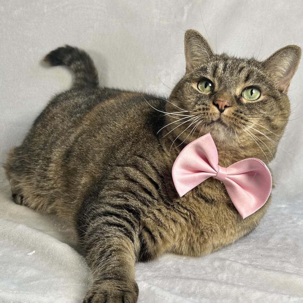 Beatrice, Adoptable, Senior Female Domestic Short Hair.