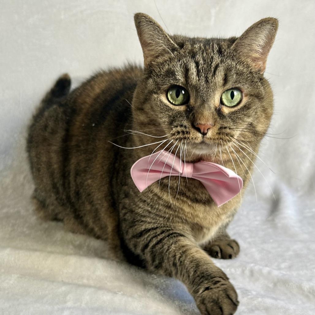 Enlarge Beatrice, a Adoptable Domestic Short Hair in Johnson City, TN image 3/5