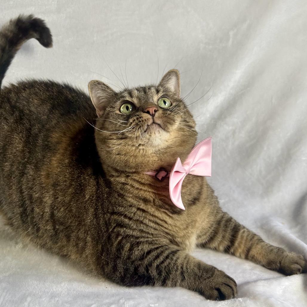 Enlarge Beatrice, a Adoptable Domestic Short Hair in Johnson City, TN image 4/5