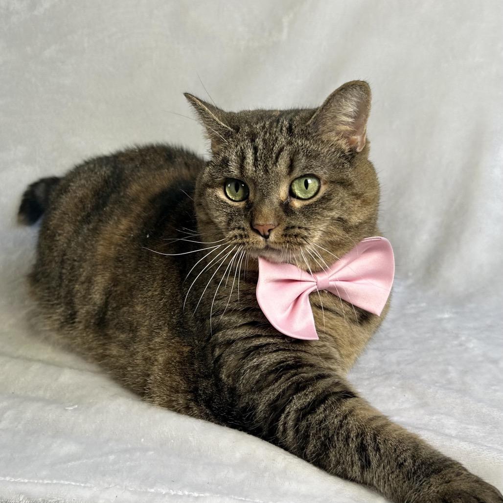 Enlarge Beatrice, a Adoptable Domestic Short Hair in Johnson City, TN image 5/5