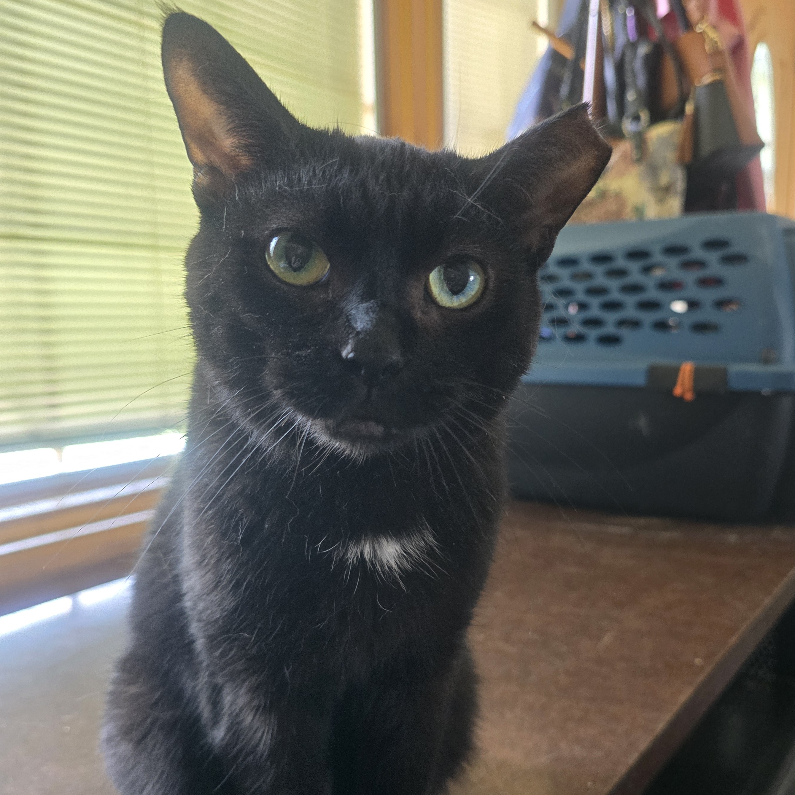 Avery Rose, Adoptable, Young Female Domestic Short Hair.