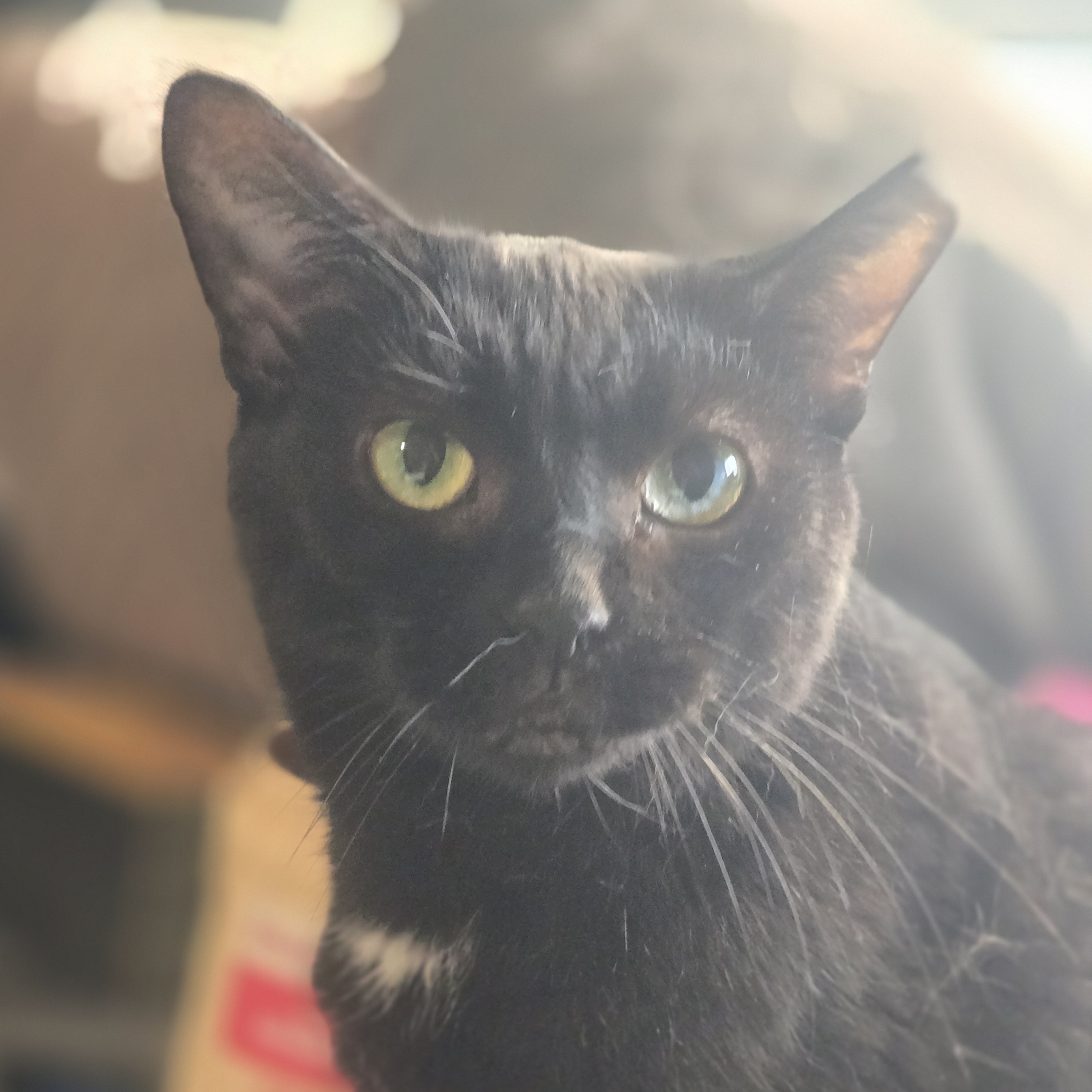 Enlarge Avery Rose, a Adoptable Domestic Short Hair in Staten Island, NY image 2/2