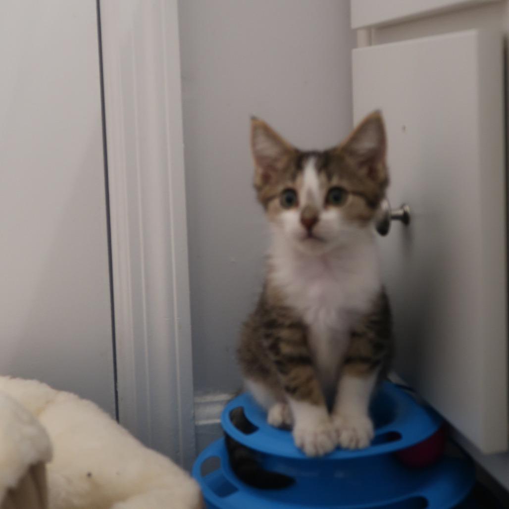 Honeycrisp, Adoptable, Kitten Male Domestic Short Hair.