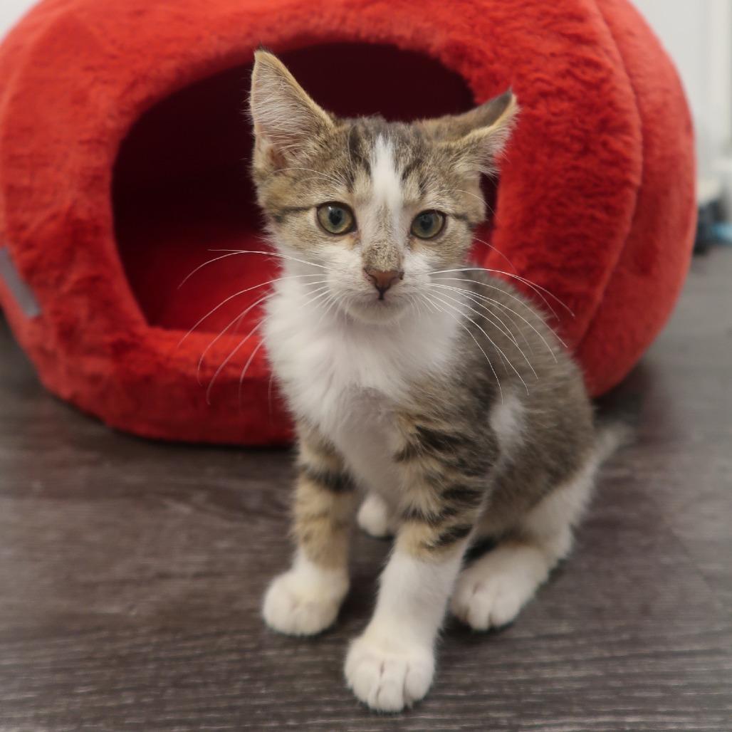 Enlarge Honeycrisp, a Adoptable Domestic Short Hair in Delaware, OH image 2/6
