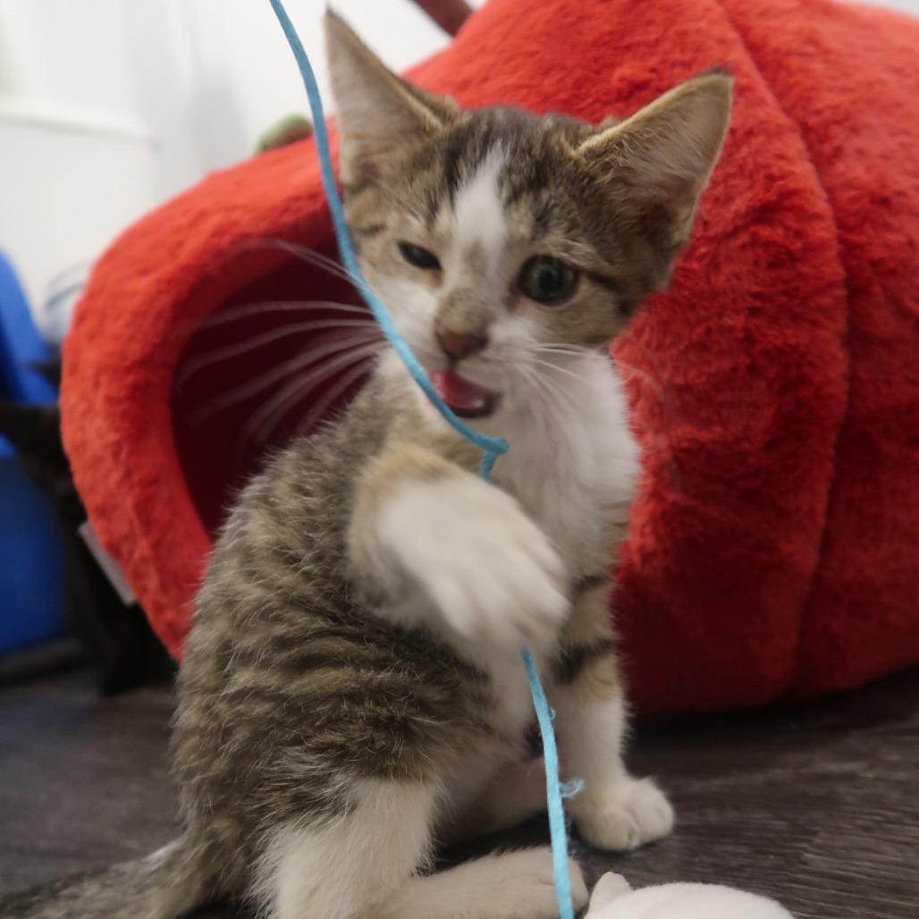 Enlarge Honeycrisp, a Adoptable Domestic Short Hair in Delaware, OH image 3/6