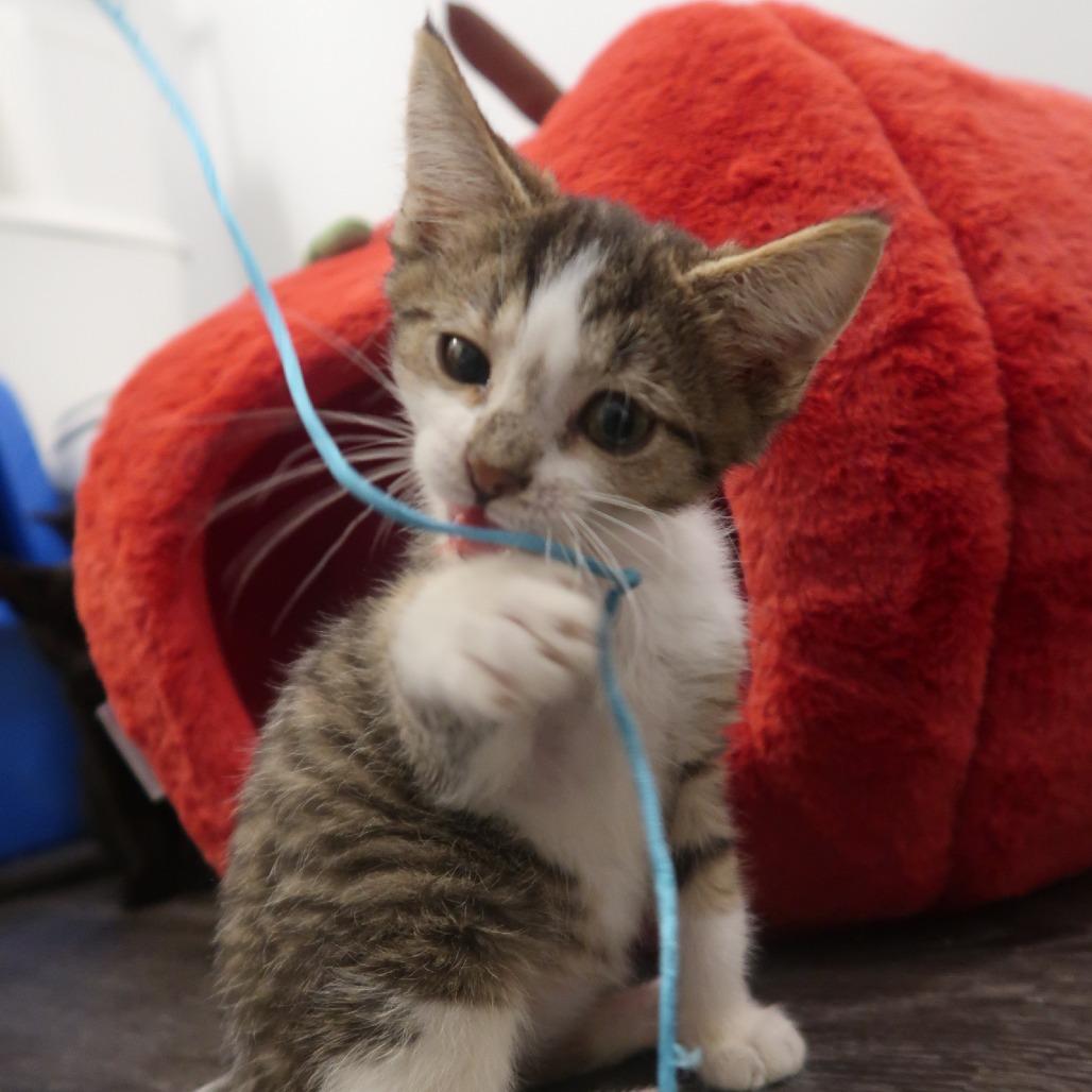 Enlarge Honeycrisp, a Adoptable Domestic Short Hair in Delaware, OH image 4/6