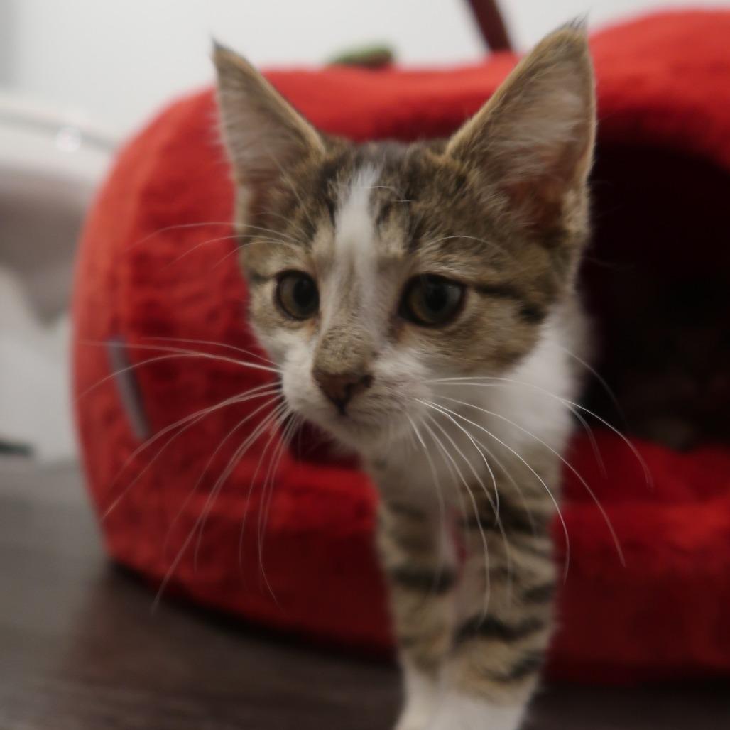 Enlarge Honeycrisp, a Adoptable Domestic Short Hair in Delaware, OH image 5/6