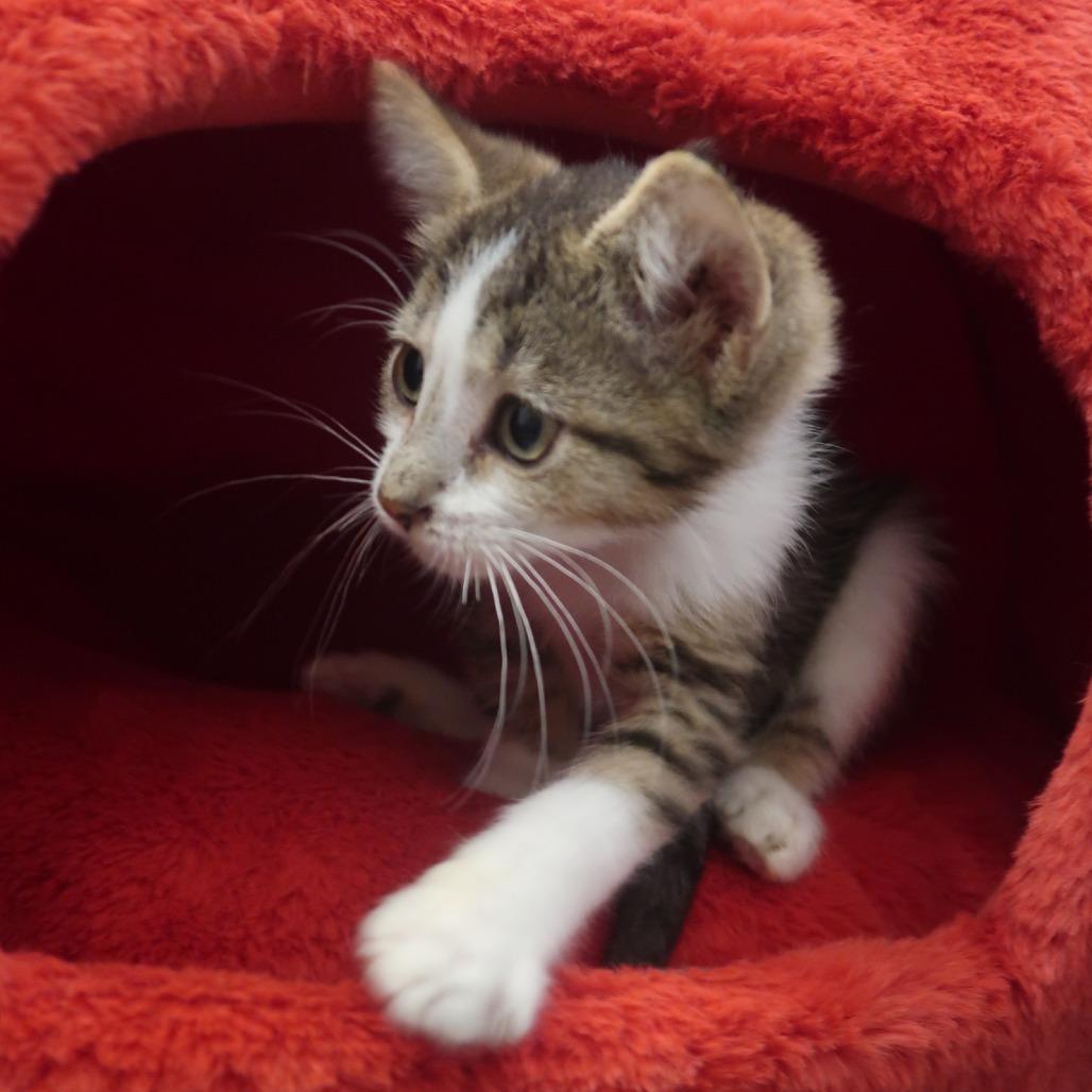 Enlarge Honeycrisp, a Adoptable Domestic Short Hair in Delaware, OH image 6/6