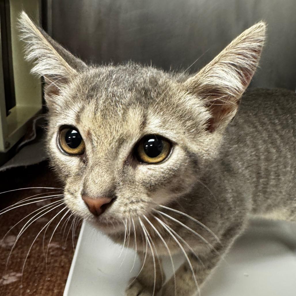 Enlarge Teen Kitty, a Adoptable Domestic Short Hair in Hinesville, GA image 1/2