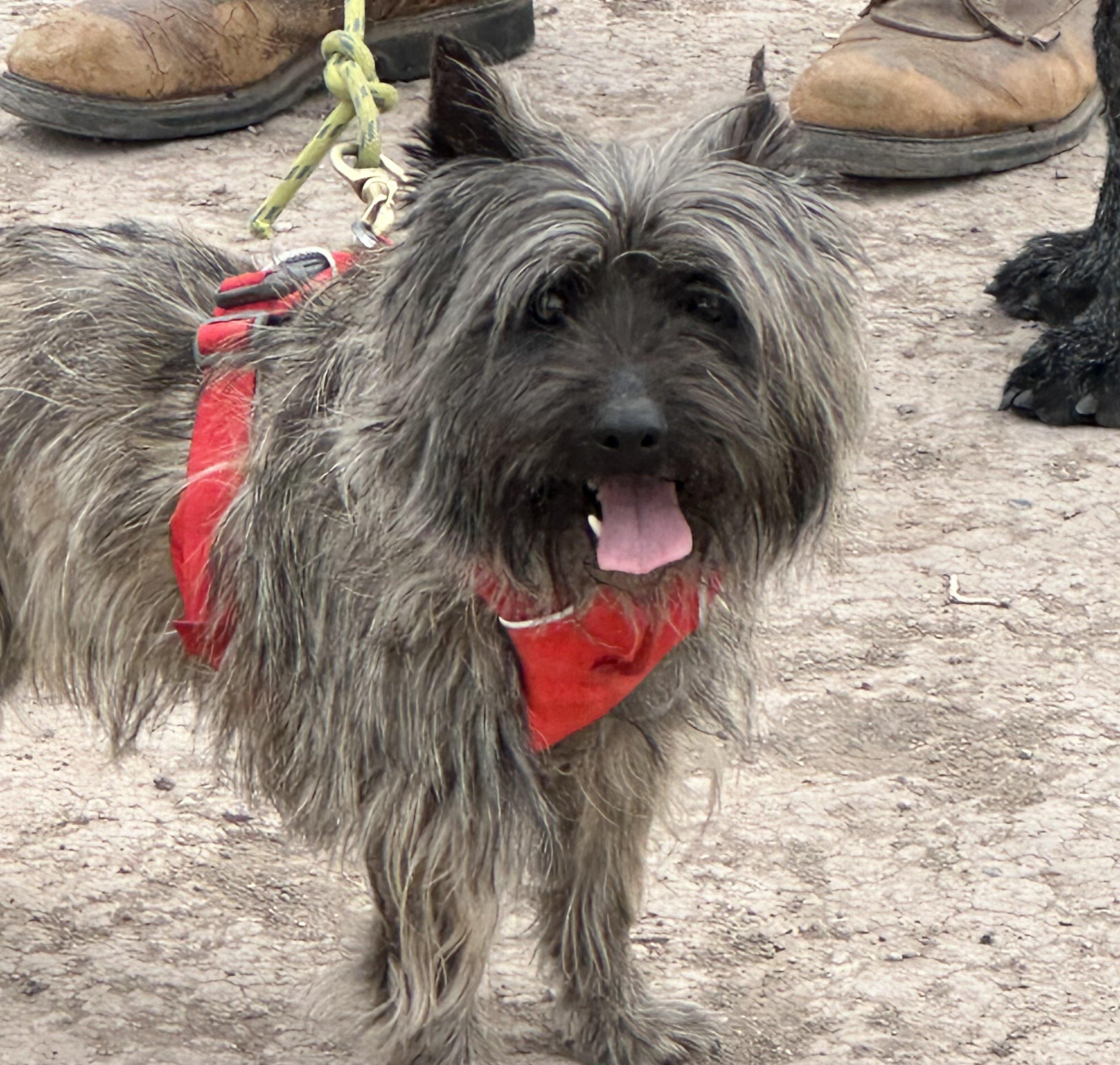 Enlarge JASPER, a Adopted Cairn Terrier in Albuquerque, NM image 1/2