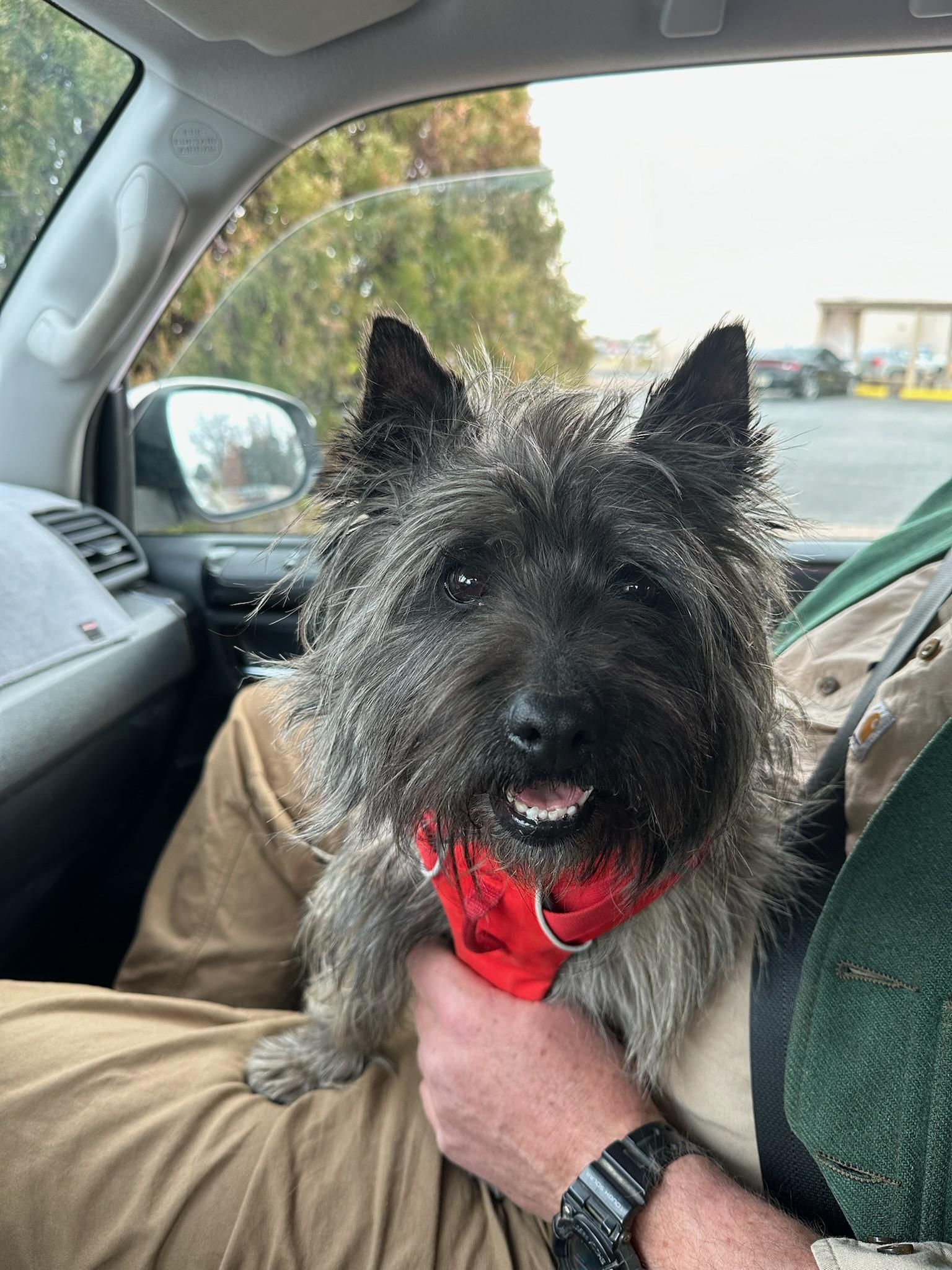 Enlarge JASPER, a Adopted Cairn Terrier in Albuquerque, NM image 2/2