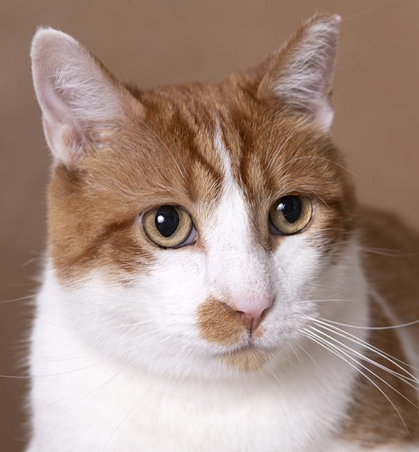 Tommy, ADOPTABLE, Adult Male Tabby & Domestic Short Hair.