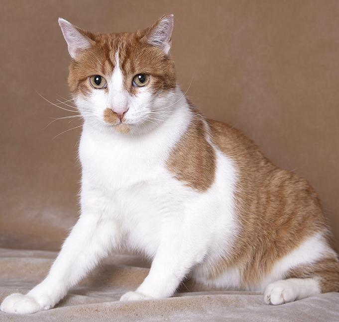 Tommy, a ADOPTABLE mixed breed in Chicago, IL image 5/6