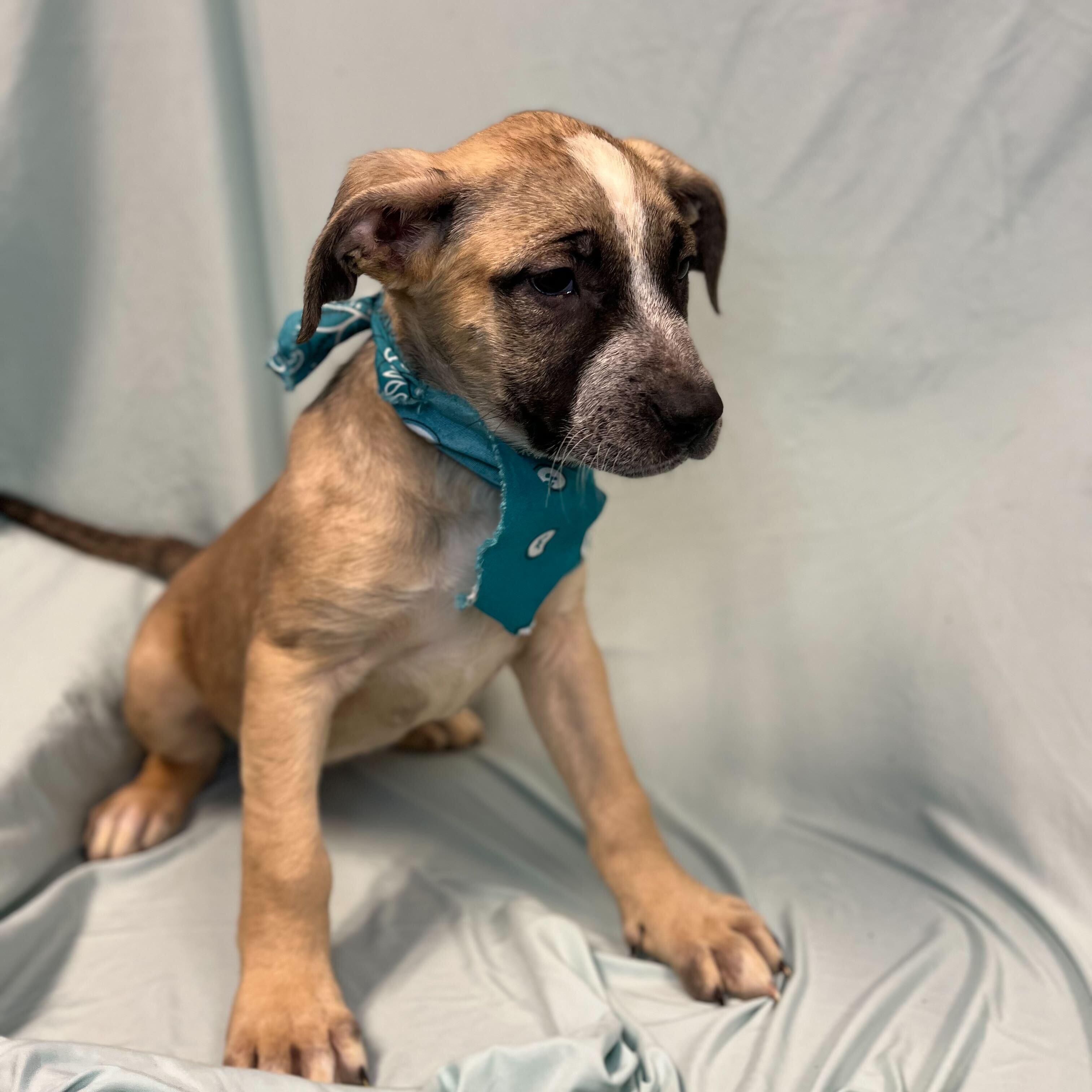 Tundra, adoptable, Puppy Female Mixed Breed.