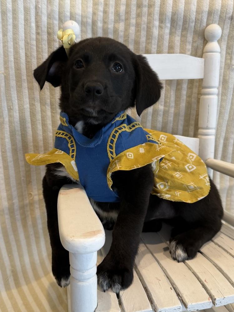 Saddle, Adoptable, Puppy Female Mixed Breed.