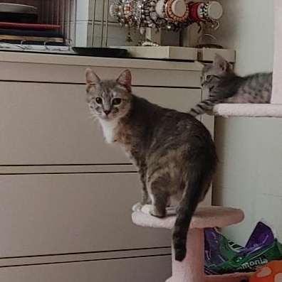 Sasha, Adoptable, Adult Female Dilute Calico.