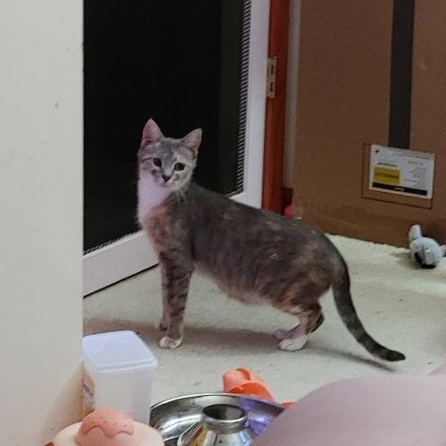 Sasha, a Adoptable Dilute Calico in Livonia, MI image 5/6