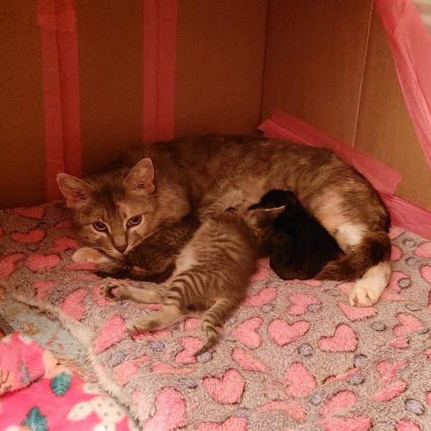 Sasha, a Adoptable Dilute Calico in Livonia, MI image 3/6