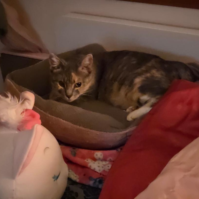 Sasha, a Adoptable Dilute Calico in Livonia, MI image 2/6