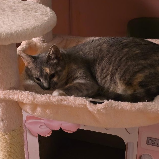 Sasha, a Adoptable Dilute Calico in Livonia, MI image 4/6