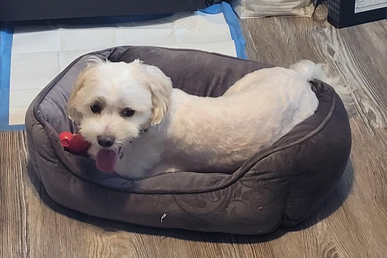 Enlarge Benji, a Adoptable Maltese in Merrimac, MA image 4/5
