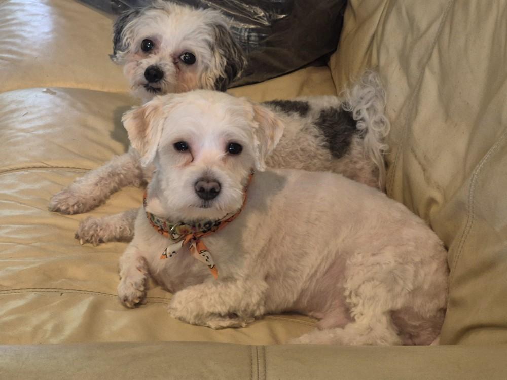 Enlarge Benji, a Adoptable Maltese in Merrimac, MA image 5/5