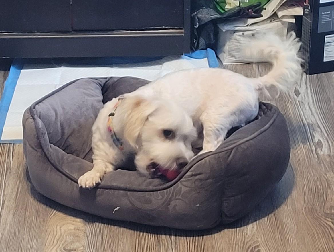 Enlarge Benji, a Adoptable Maltese in Merrimac, MA image 3/5
