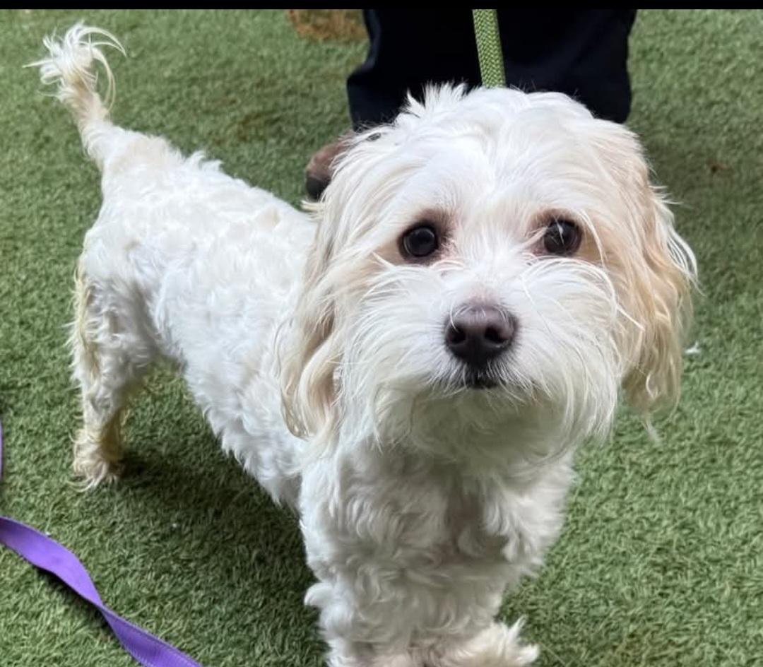 Enlarge Benji, a Adoptable Maltese in Merrimac, MA image 1/5