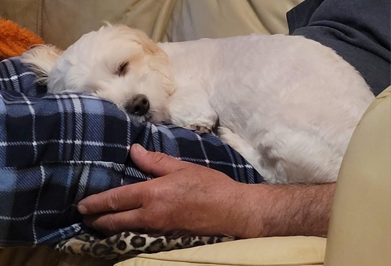 Enlarge Benji, a Adoptable Maltese in Merrimac, MA image 2/5