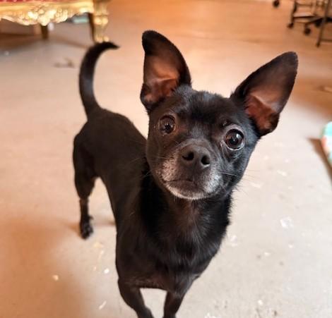 Conway Twitty, adopted, Adult Male Chihuahua.