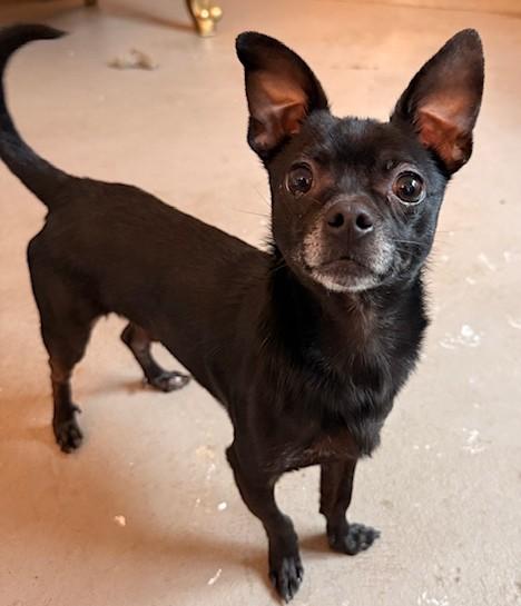 Enlarge Conway Twitty, an adopted mixed breed in Santa Rosa, CA image 2/6