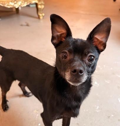 Enlarge Conway Twitty, an adopted mixed breed in Santa Rosa, CA image 3/6