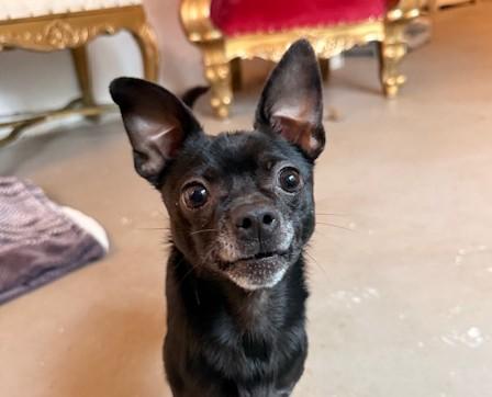 Enlarge Conway Twitty, an adopted mixed breed in Santa Rosa, CA image 4/6