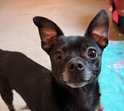 Enlarge Conway Twitty, an adopted mixed breed in Santa Rosa, CA image 5/6