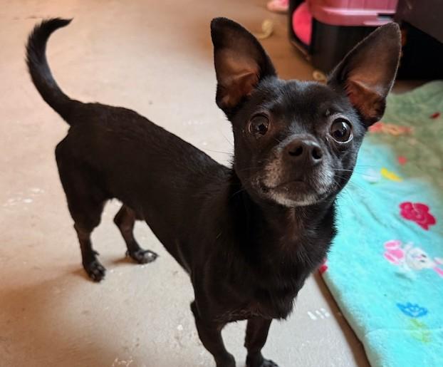 Enlarge Conway Twitty, an adopted mixed breed in Santa Rosa, CA image 6/6