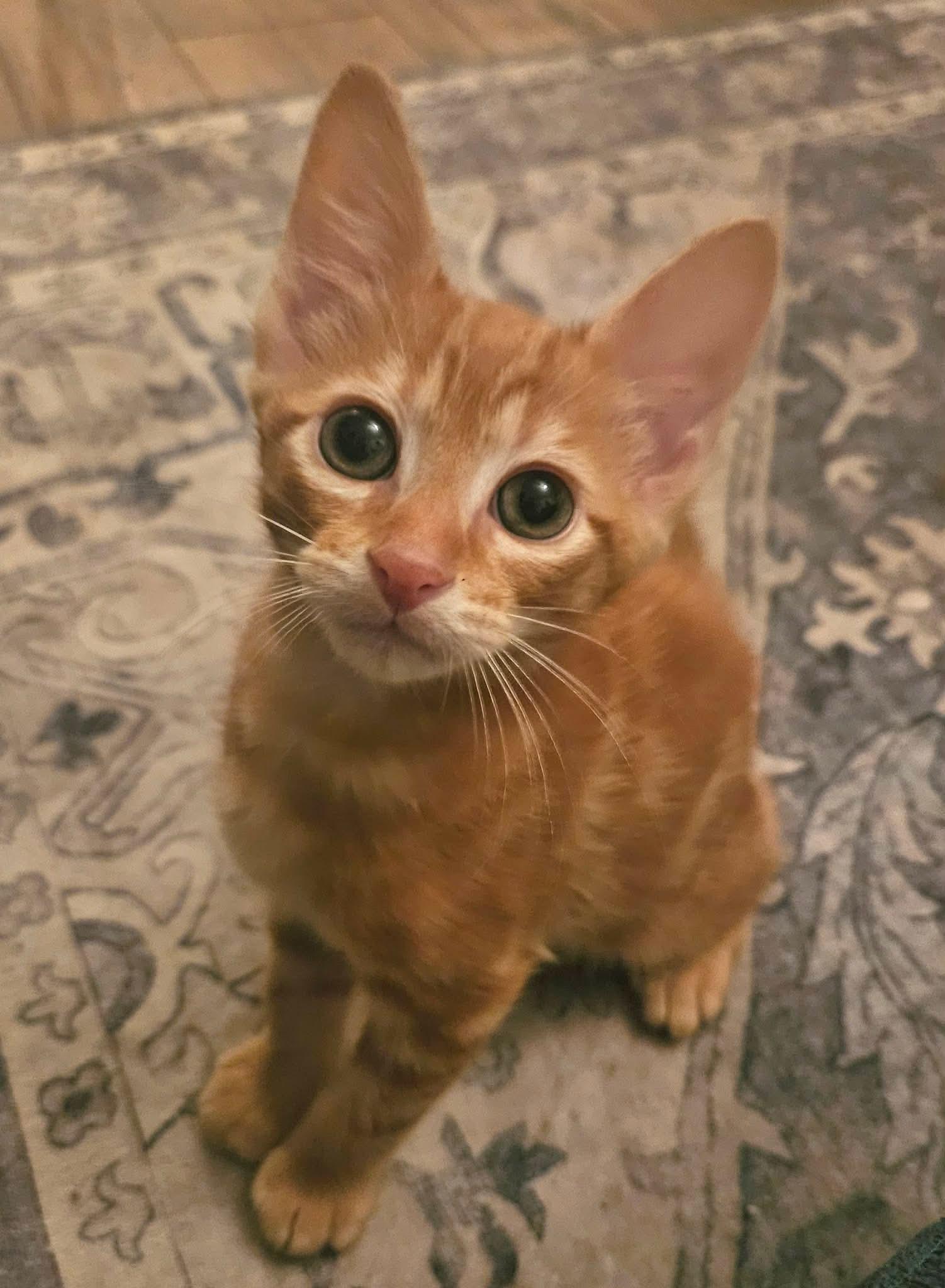 Enlarge Tank, a ADOPTABLE Domestic Short Hair in Myrtle Beach, SC image 1/1