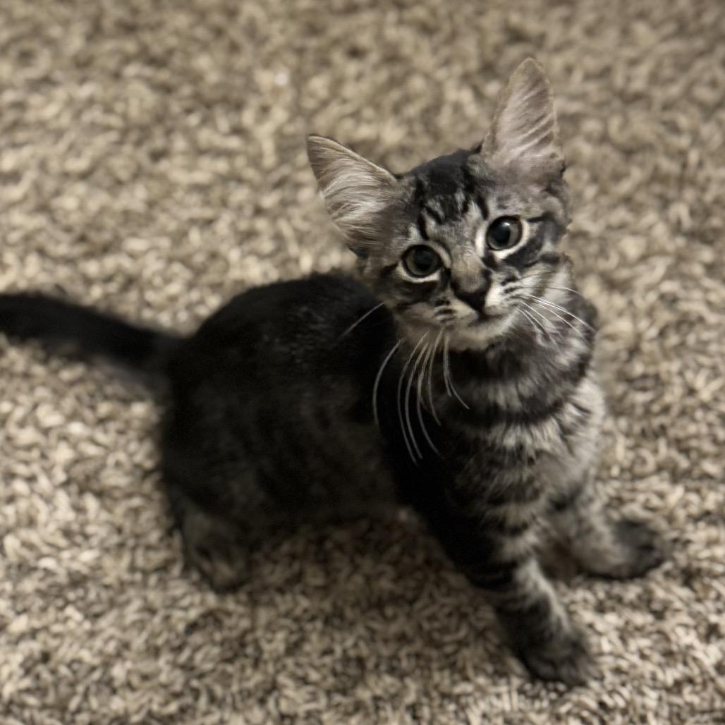 Enlarge Braveheart, a Adoptable American Shorthair in Bessemer, AL image 1/3